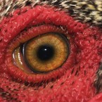 Rooster eye, photo by Cecil Williams  cecilw.com